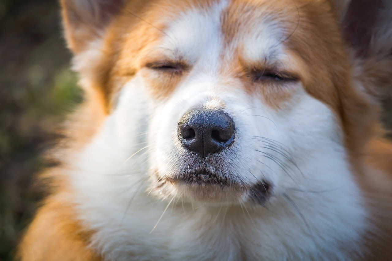 animal, corgi, pet, canine, nature, mammal, pembroke welsh corgi, welsh corgi, dog, purebred