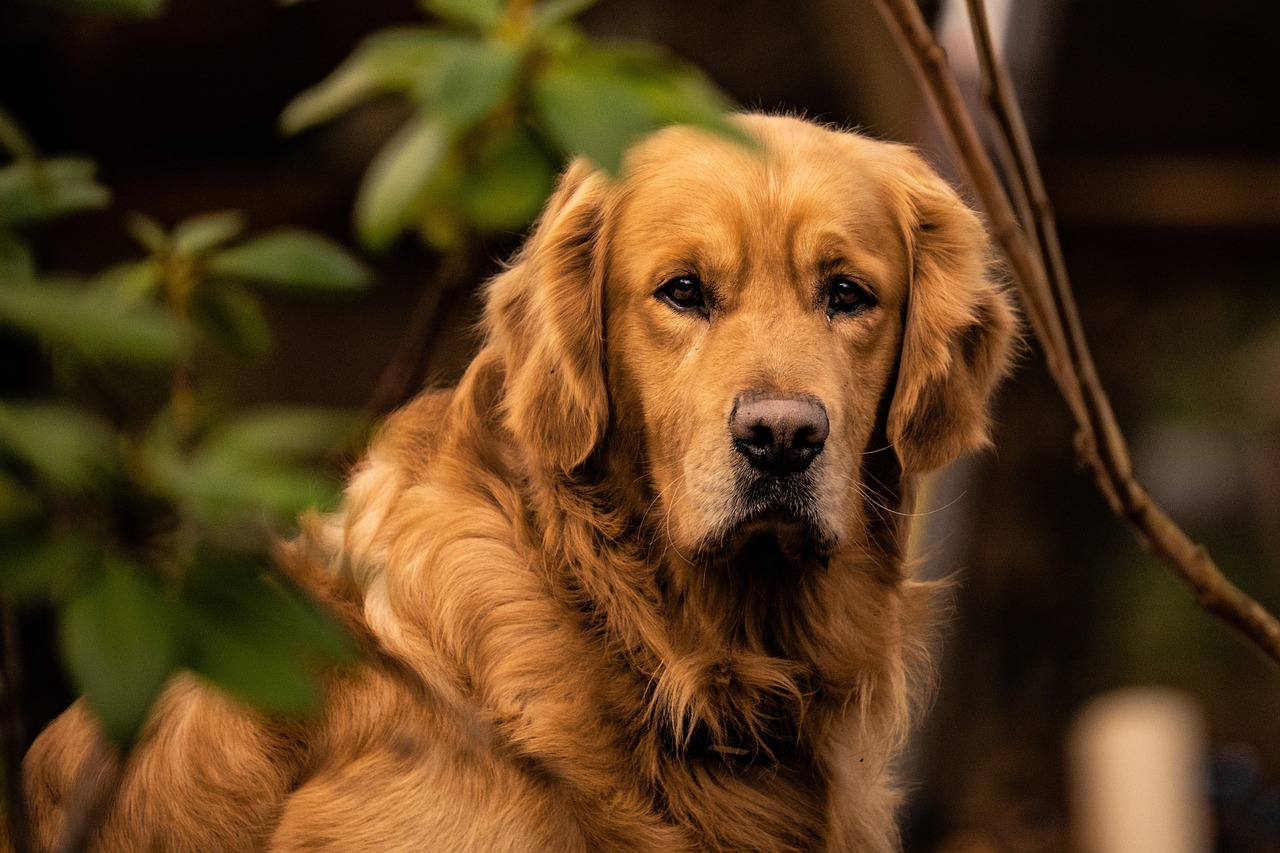 dog, breed, golden retriever, nature, animal, mammal, pet, fur, canine