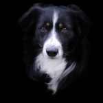 dog, border collie, canine, pet, nature, domestic, border, collie, animal