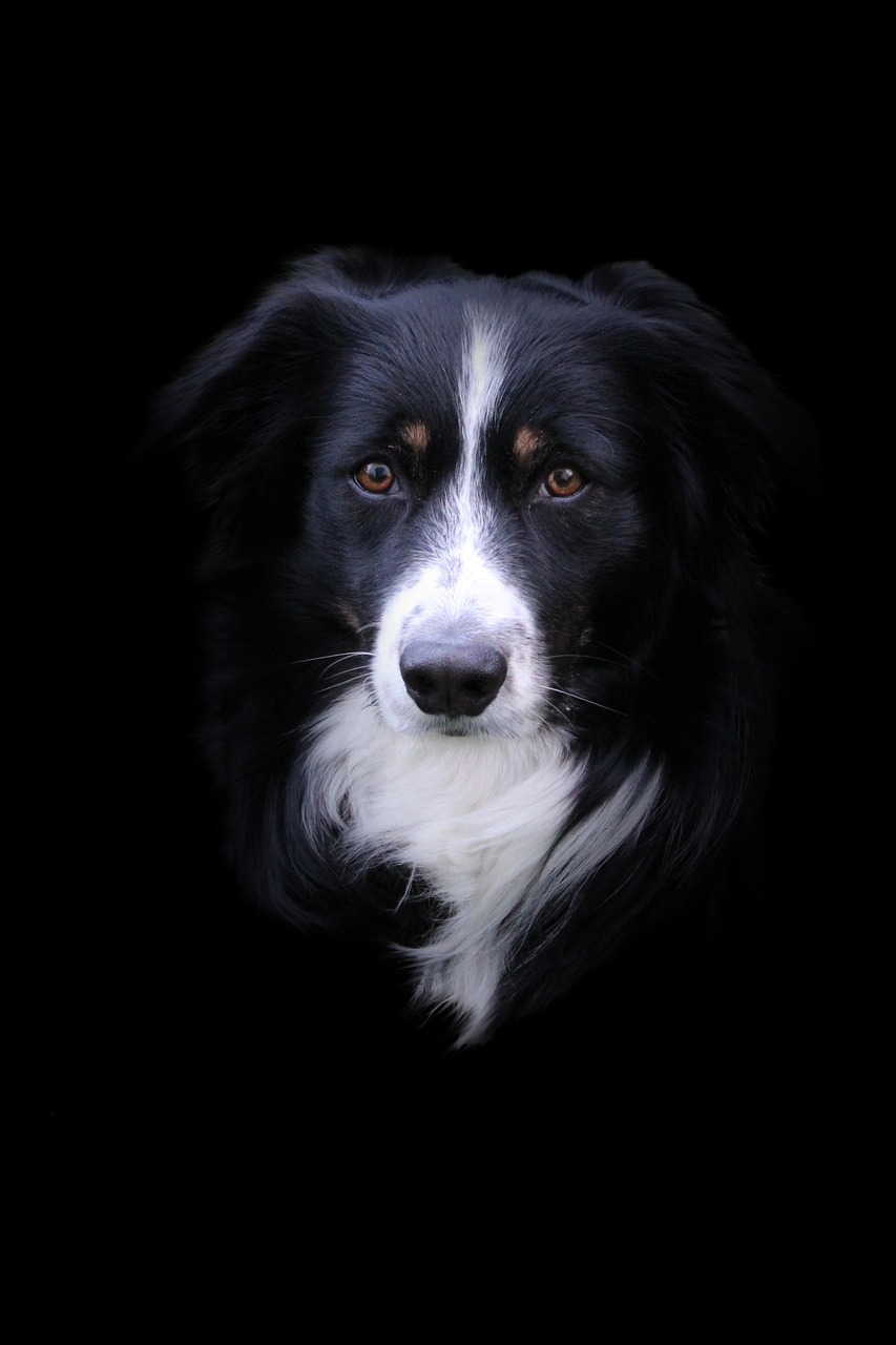 dog, border collie, canine, pet, nature, domestic, border, collie, animal