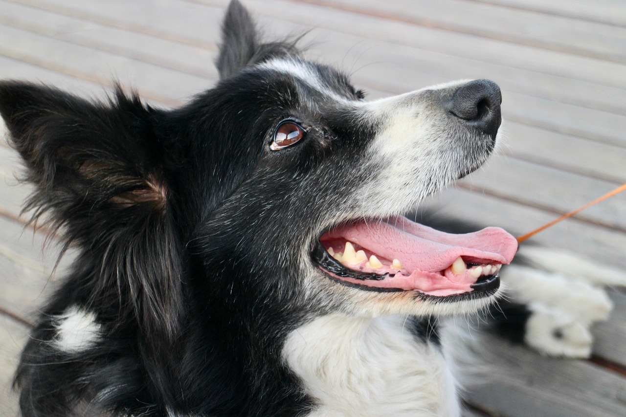 dog, nature, border collie, pet, animal, canine, outdoors