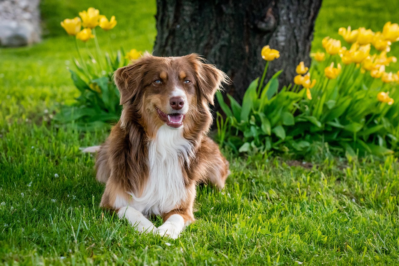 australian shepherd, pet, dog, domestic animal, animal, garden tulips, nature, domestic, mammal, garden, close up, usa, dog breed, lilo