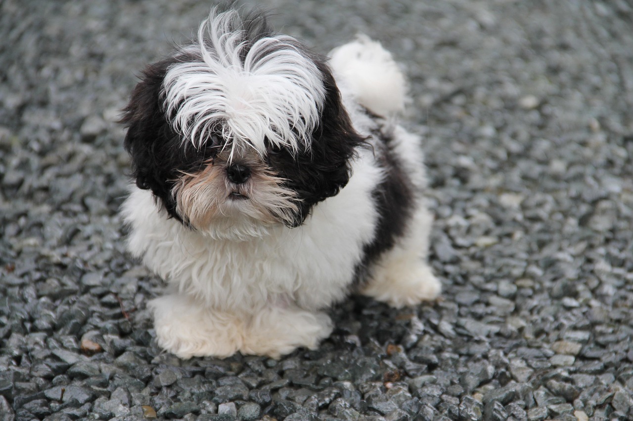 dog, puppy, shih tzu, outdoors, nature, pet, canine, animal