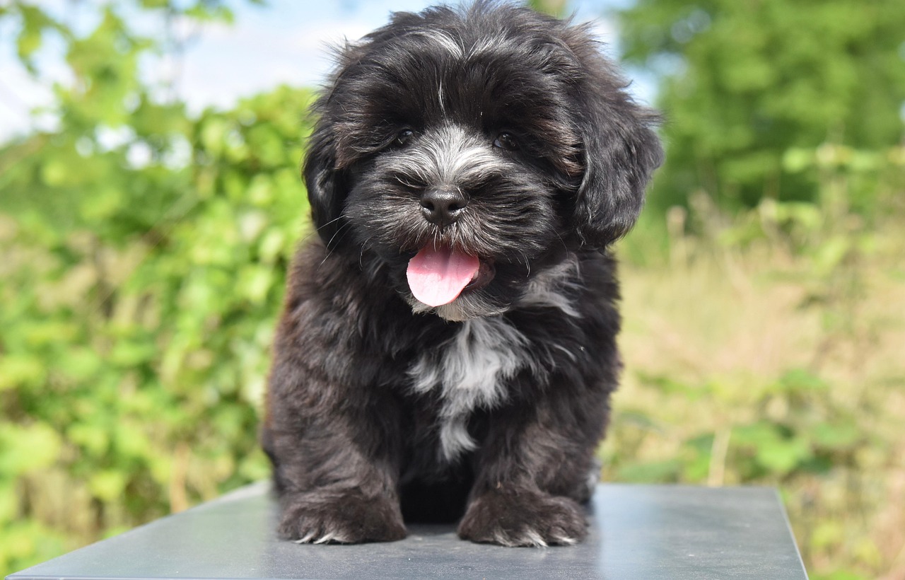 dog, animal, pet, havanese puppy, young dog, bichon havanese tilou, dog of small size, pink tongue of dog, dog tilou