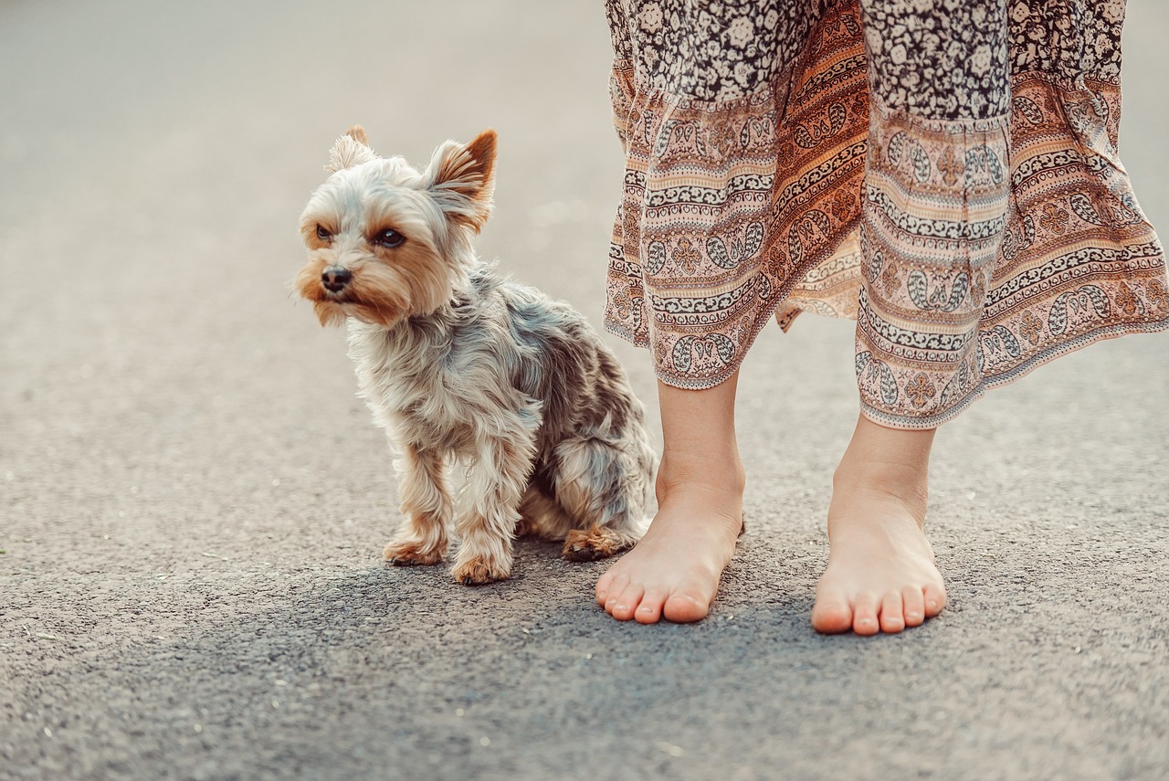 dog, yorkshire terrier, woman, street, pet, animal, yorkie, nature, outdoors