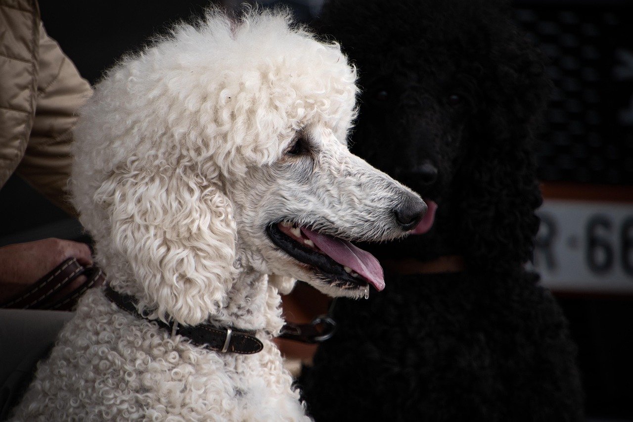 dog, poodle, white poodle, head poodle, elegant dog, animal, nature, portrait, dog wallpaper, pet