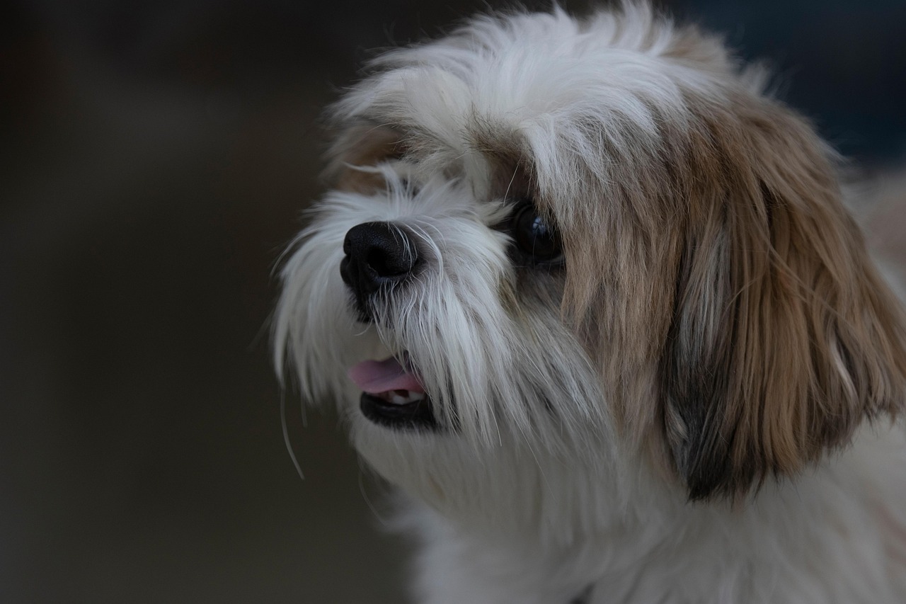 shih tzu, dog, pet, animal, iran, nature, canine, mashhad, mostafa meraji, canon photography