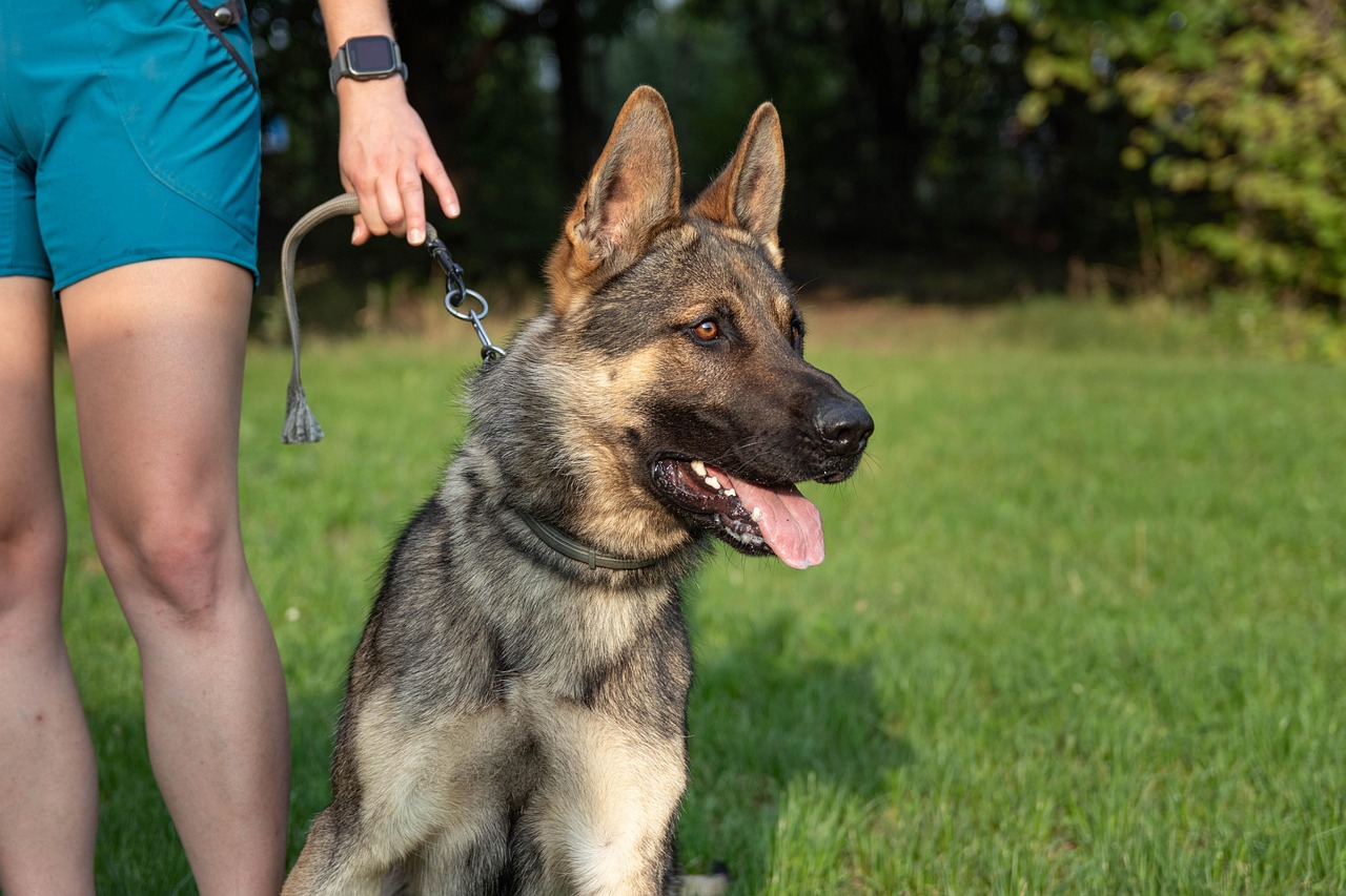 dog, portrait, trainer, puppy, animal, pet, german shepherd, nature, canine, breed