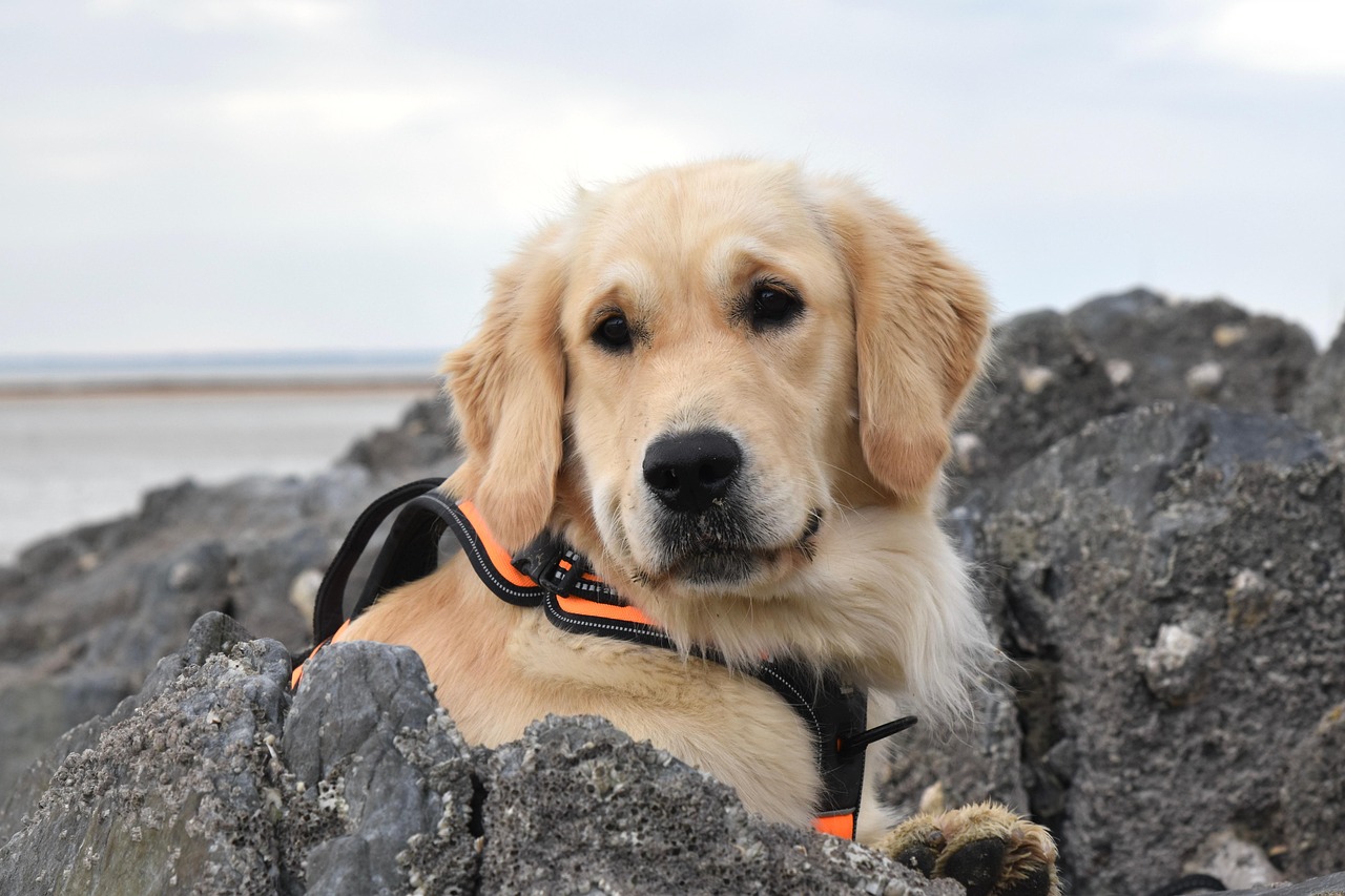 dog, golden retriever, beach, pet, nature, canine, animal, outside, golden retriever sirena