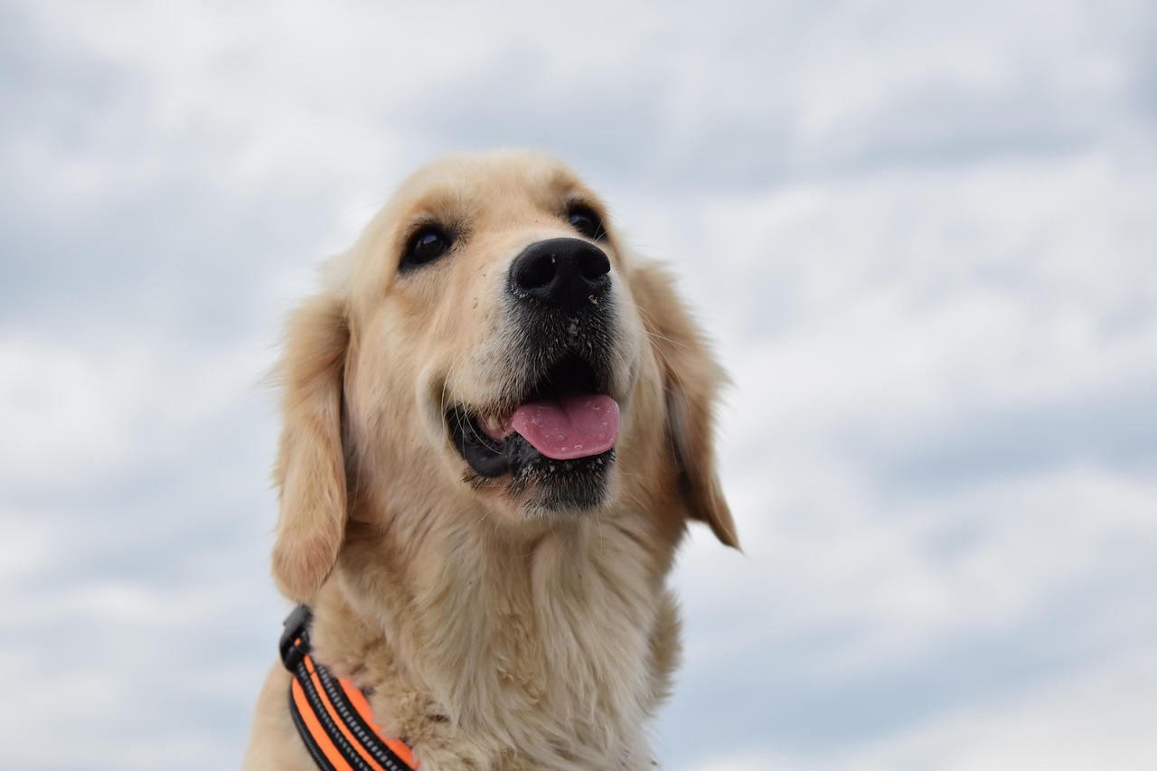 dog, nature, golden retriever, beach, pet, canine, animal, outside, golden retriever sirena