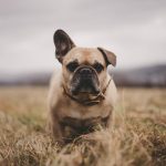 french bulldog, nature, dog, fall, field, meadow, bulldog, outdoors, pet, canine, animal, frenchie