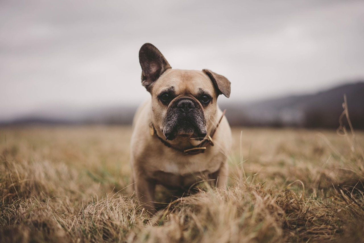 french bulldog, nature, dog, fall, field, meadow, bulldog, outdoors, pet, canine, animal, frenchie