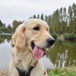 golden retriever, dog, canine, pet, golden retriever sirena, animal, service dog