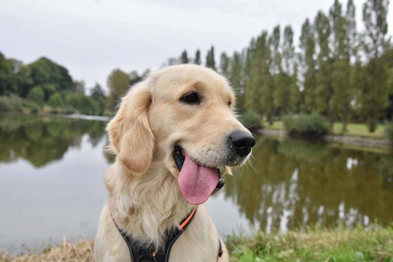 golden retriever, dog, canine, pet, golden retriever sirena, animal, service dog