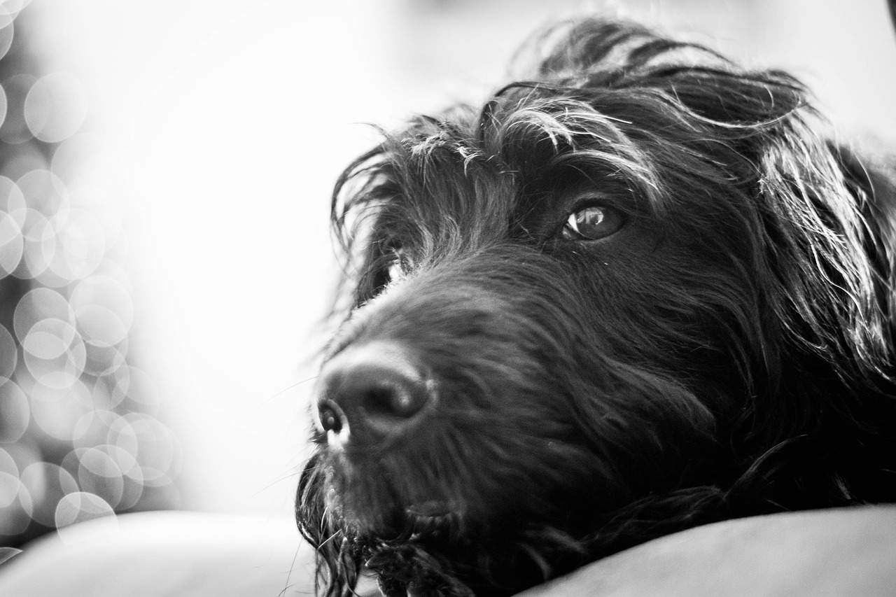 dog, friend, canine, pet, animal, cute, nature, labradoodle, labrador, poodle