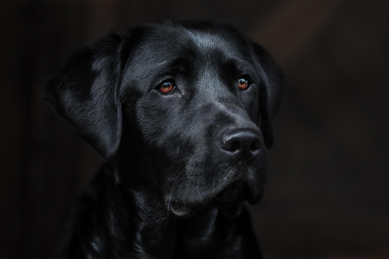 dog, nature, pet, labrador, retriever, lab, animal