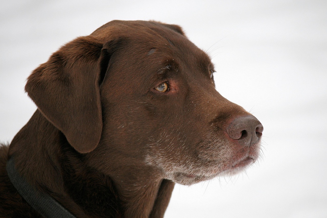 dog, lab, labrador, retriever, chocolate, labrador retriever, portrait, close up, pet, nature, animal