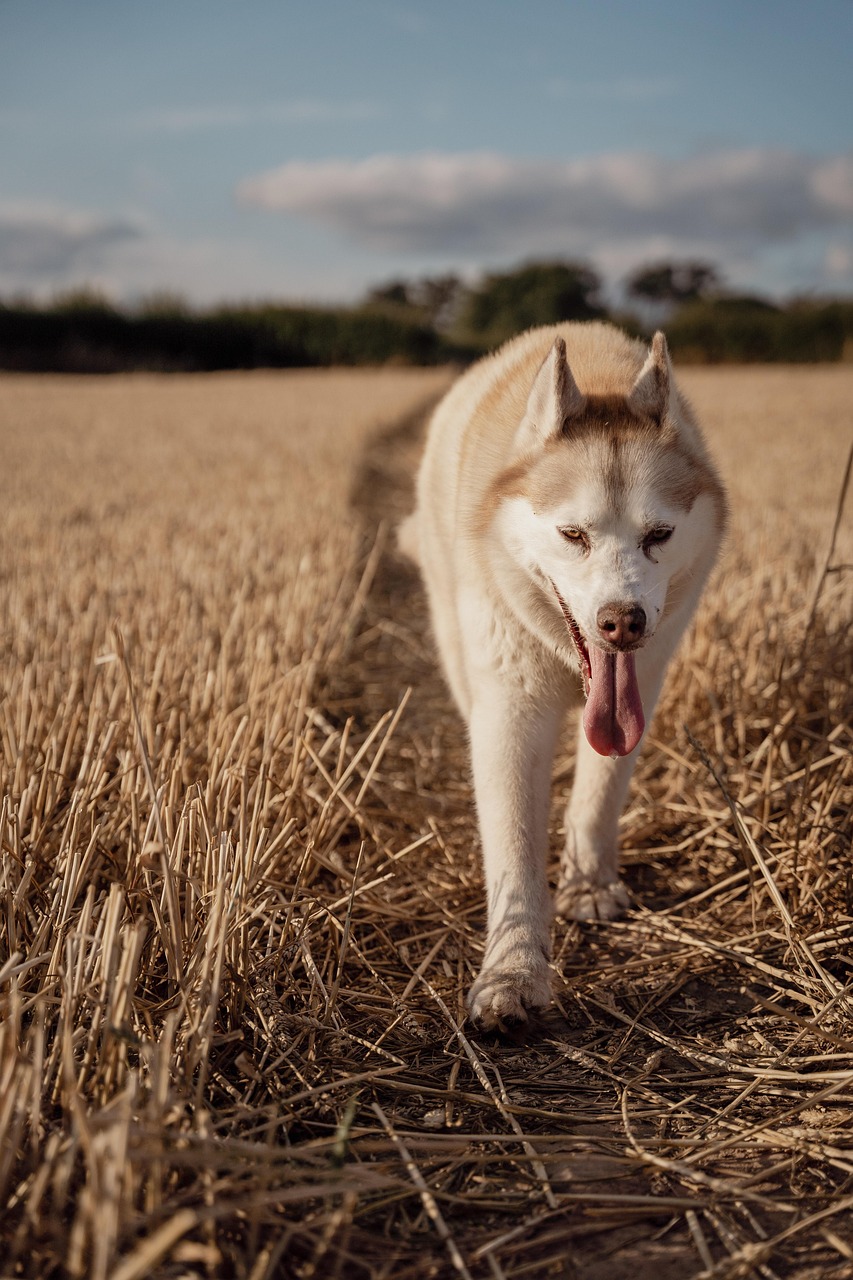 dog, husky, animal, field, pet, summer, cute, nature