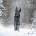 dog, pet, nature, animal, german shepherd dog, canine, snow, winter
