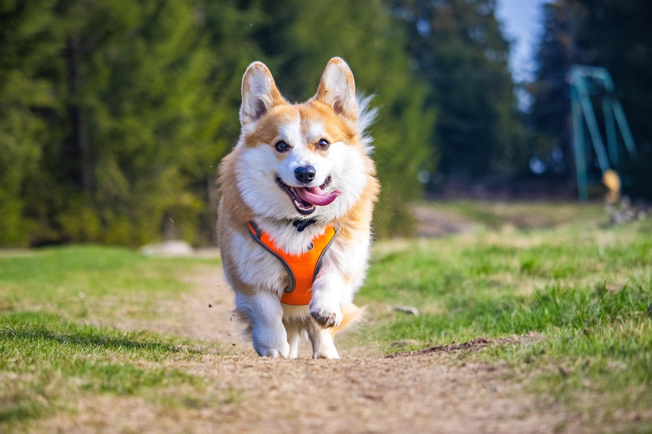 dog, corgi, free wallpaper, welsh corgi, grass, 4k wallpaper, nature background, nature, forest, hd wallpaper, pembroke welsh corgi, friend, pet, beautiful wallpaper, windows wallpaper, 4k wallpaper 1920x1080, mammal, canine, walking, wallpaper 4k, mac wallpaper, cool backgrounds, laptop wallpaper, outdoor, freedom, nature wallpaper, wallpaper hd, free background, animal, desktop backgrounds, happy, beautiful nature, wallpaper, full hd wallpaper, background