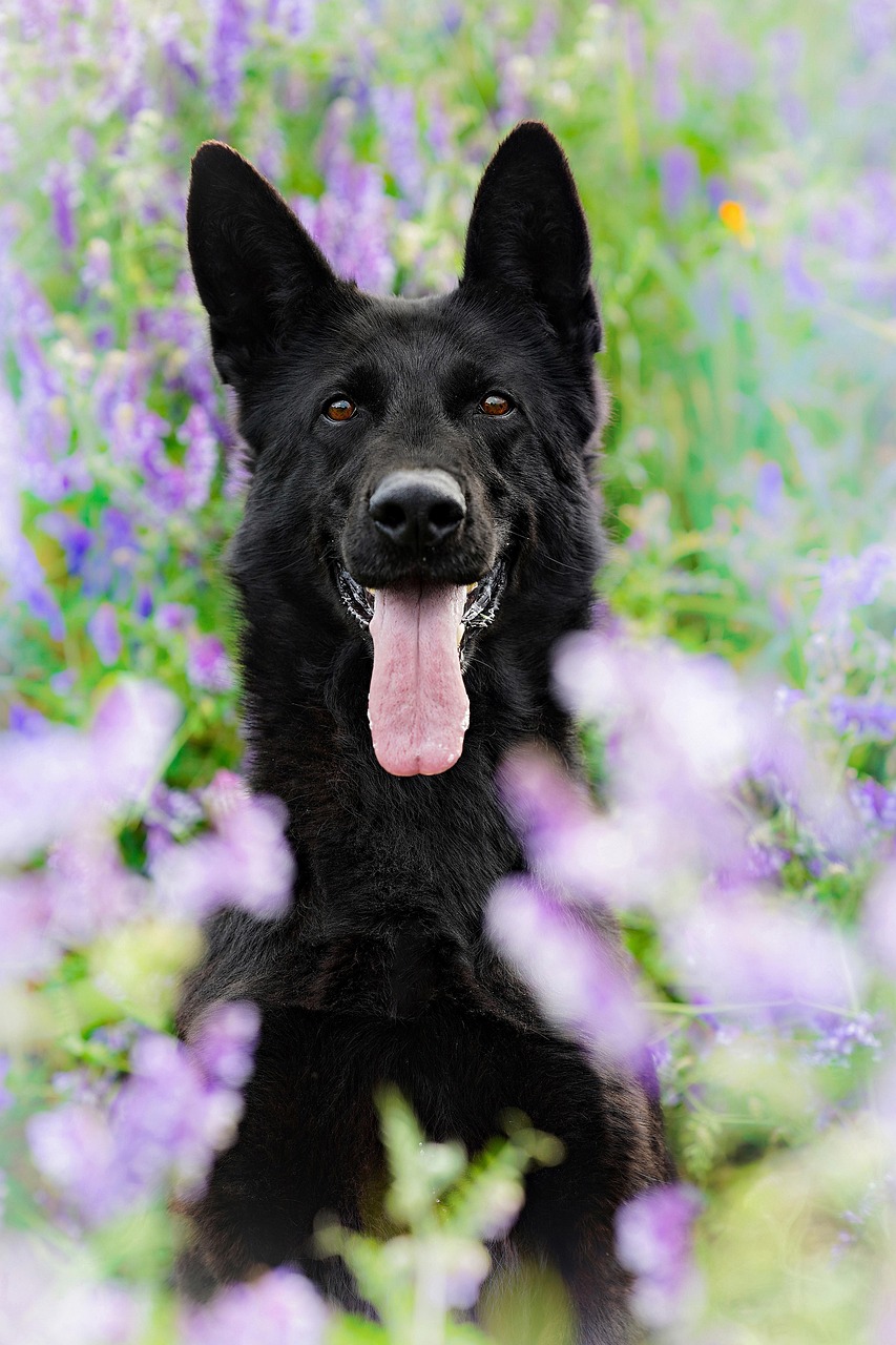 dog, german shepherd, canine, pet, flower background, flower wallpaper, animal, domestic, nature, flowers, beautiful flowers, field