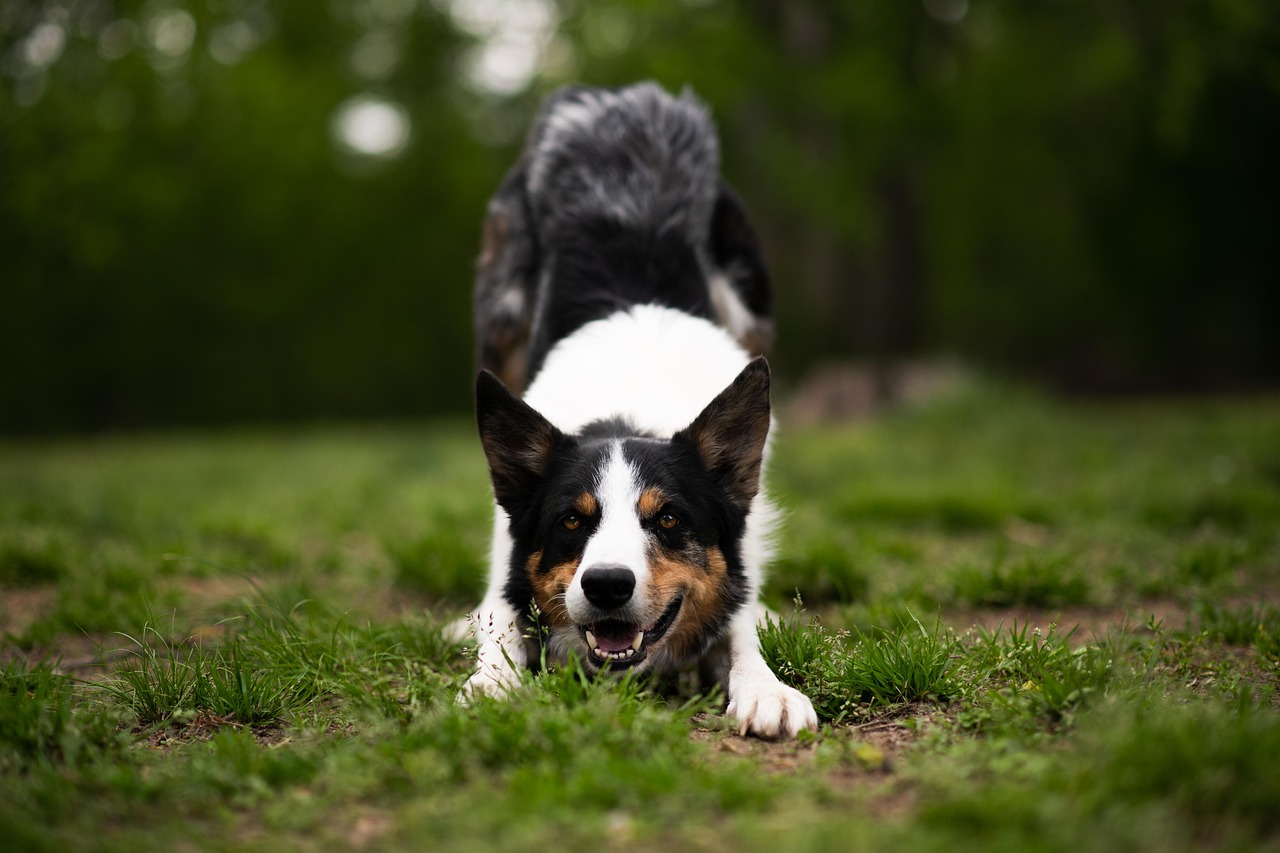 border collie, animal, dog, canine, pet, nature, blue merle, dog bowing, grass, outdoors