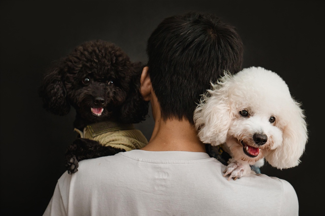 dog, pet, animal, love, poodle, labradoodle, photography, nature, photoshoot, black, white