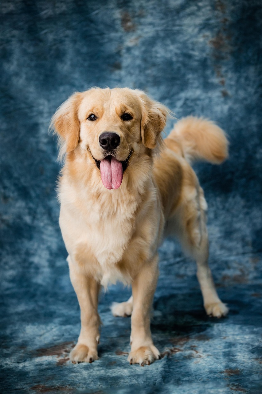 dog, nature, pet, labrador, canine, mammal, animal