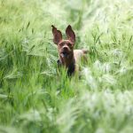 dog in barley field, magyar vizla, running dog, dog in the field, running dog, running dog, running dog, running dog, running dog