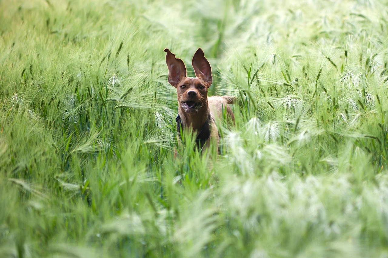 dog in barley field, magyar vizla, running dog, dog in the field, running dog, running dog, running dog, running dog, running dog