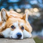 welsh corgi, full hd wallpaper, corgi, nature, dog, mac wallpaper, free background, animal, desktop backgrounds, laptop wallpaper, wallpaper 4k, pet, canine, wallpaper hd, cool backgrounds, purebred, mammal, free wallpaper, hd wallpaper, beautiful wallpaper, 4k wallpaper 1920x1080, windows wallpaper, pedigree, cute, friend, wallpaper, 4k wallpaper, background