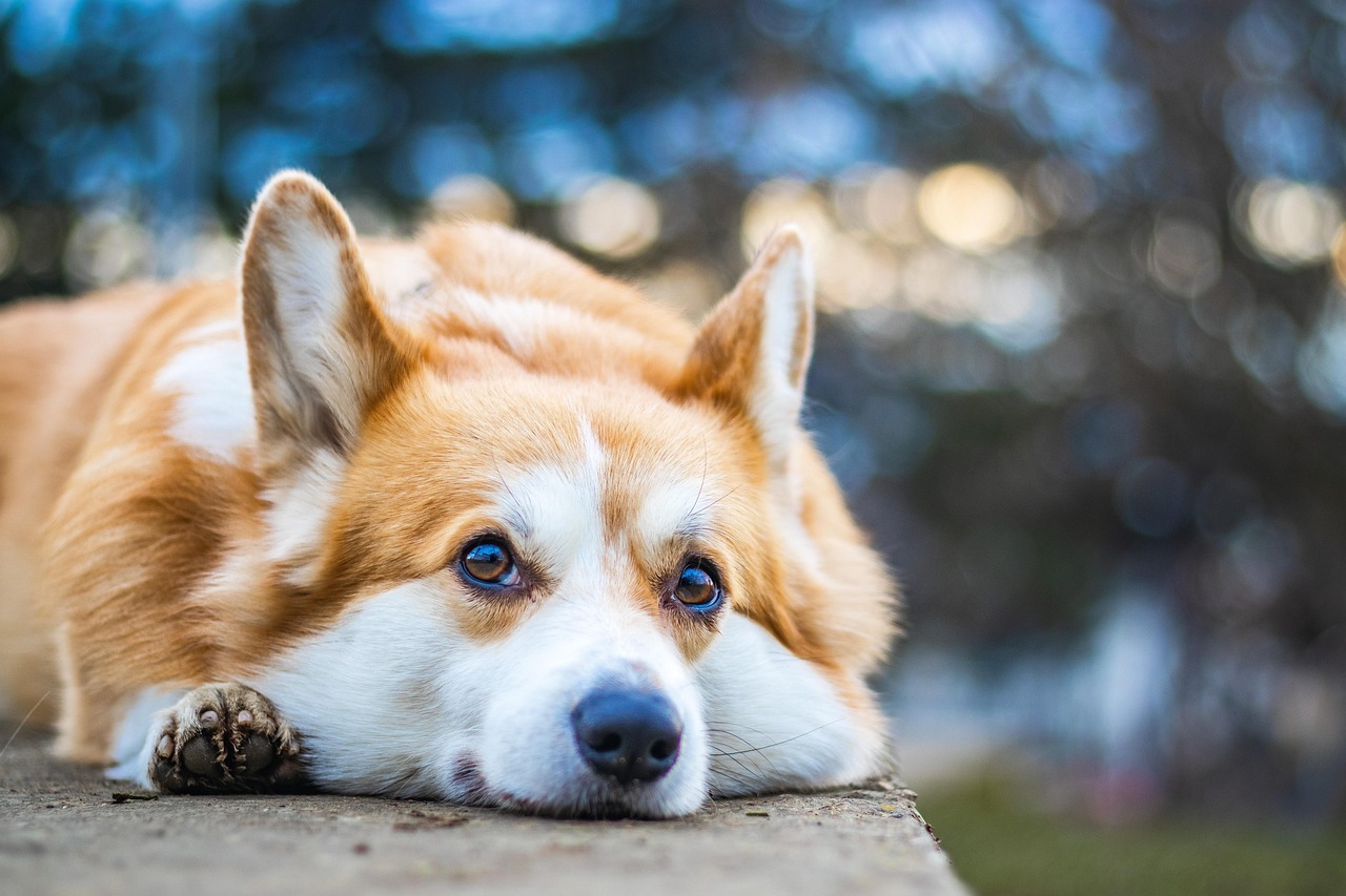 welsh corgi, full hd wallpaper, corgi, nature, dog, mac wallpaper, free background, animal, desktop backgrounds, laptop wallpaper, wallpaper 4k, pet, canine, wallpaper hd, cool backgrounds, purebred, mammal, free wallpaper, hd wallpaper, beautiful wallpaper, 4k wallpaper 1920x1080, windows wallpaper, pedigree, cute, friend, wallpaper, 4k wallpaper, background