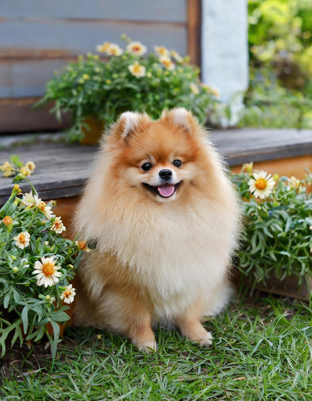 ai generated, dog, pomeranian, pet, house, animal, cute, nature, garden, pomeranian, pomeranian, pomeranian, pomeranian, pomeranian