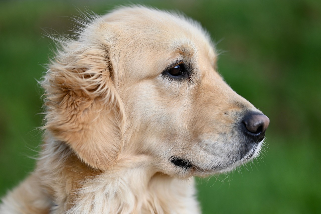golden retriever, dog, animal, mammal, canine, pet, national, nature, portrait, service dog, golden retriever sirena