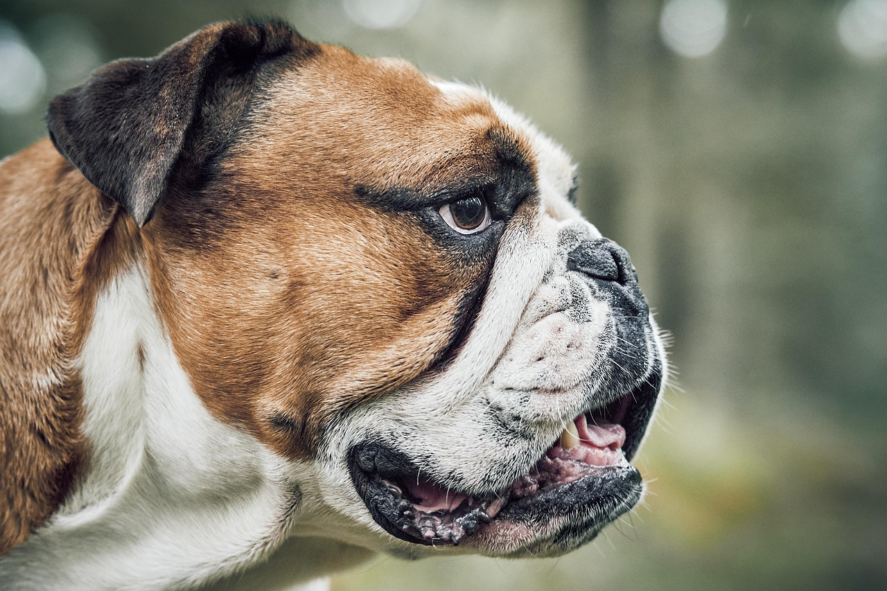 dog, pet, bulldog, animal, forest, nature, portrait