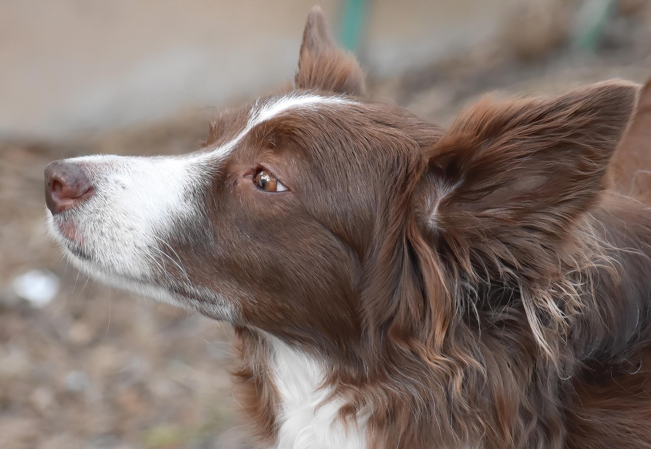 border collie, collie, dog, pet, animal, nature, sheepdog, domestic dog, canine, fur, mammal, outdoors, portrait