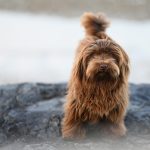 havanese dog, canine, dog, havanese bichon valor, chocolate color, pet, little dog, animal, companion dog, doggie