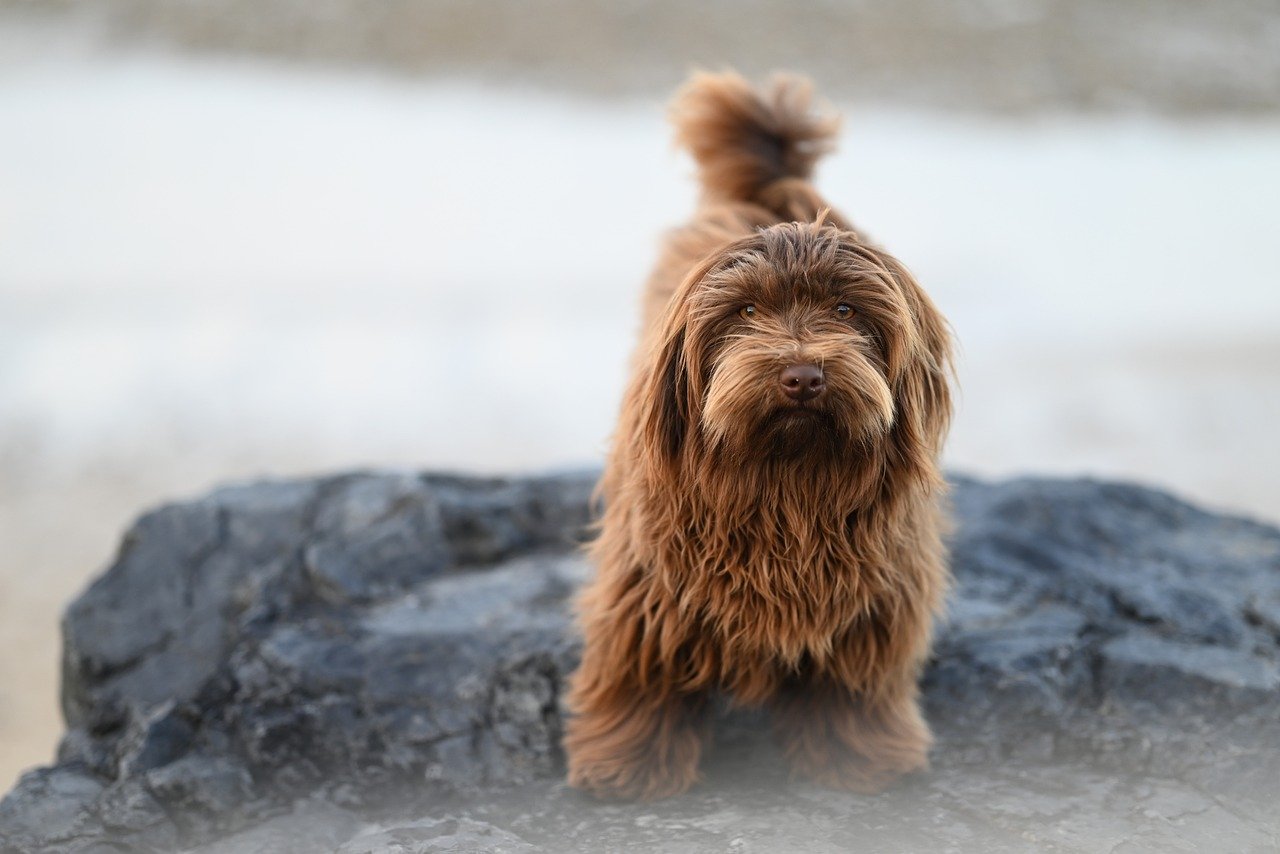 havanese dog, canine, dog, havanese bichon valor, chocolate color, pet, little dog, animal, companion dog, doggie