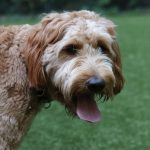 Goldendoodle