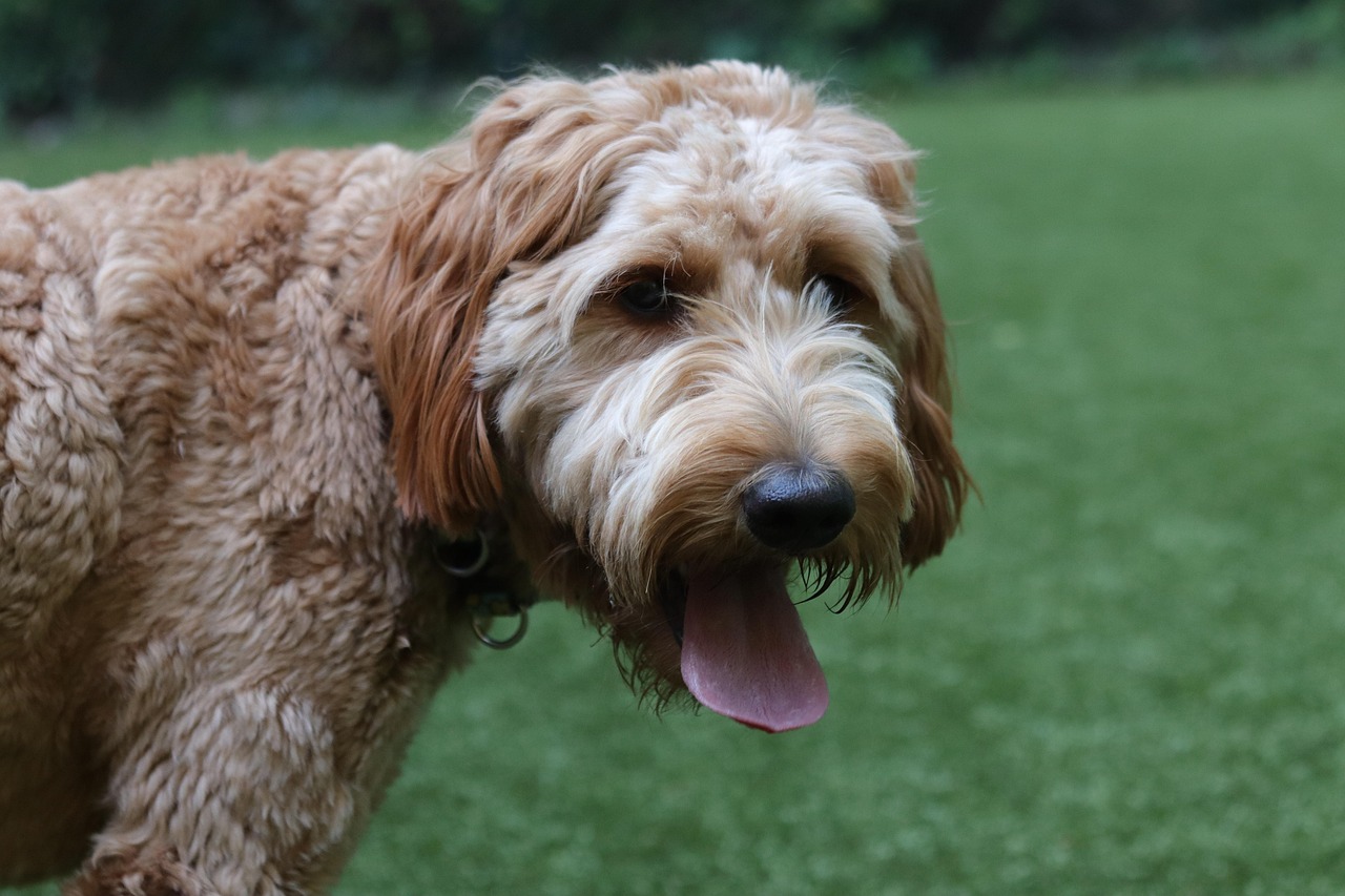 Goldendoodle