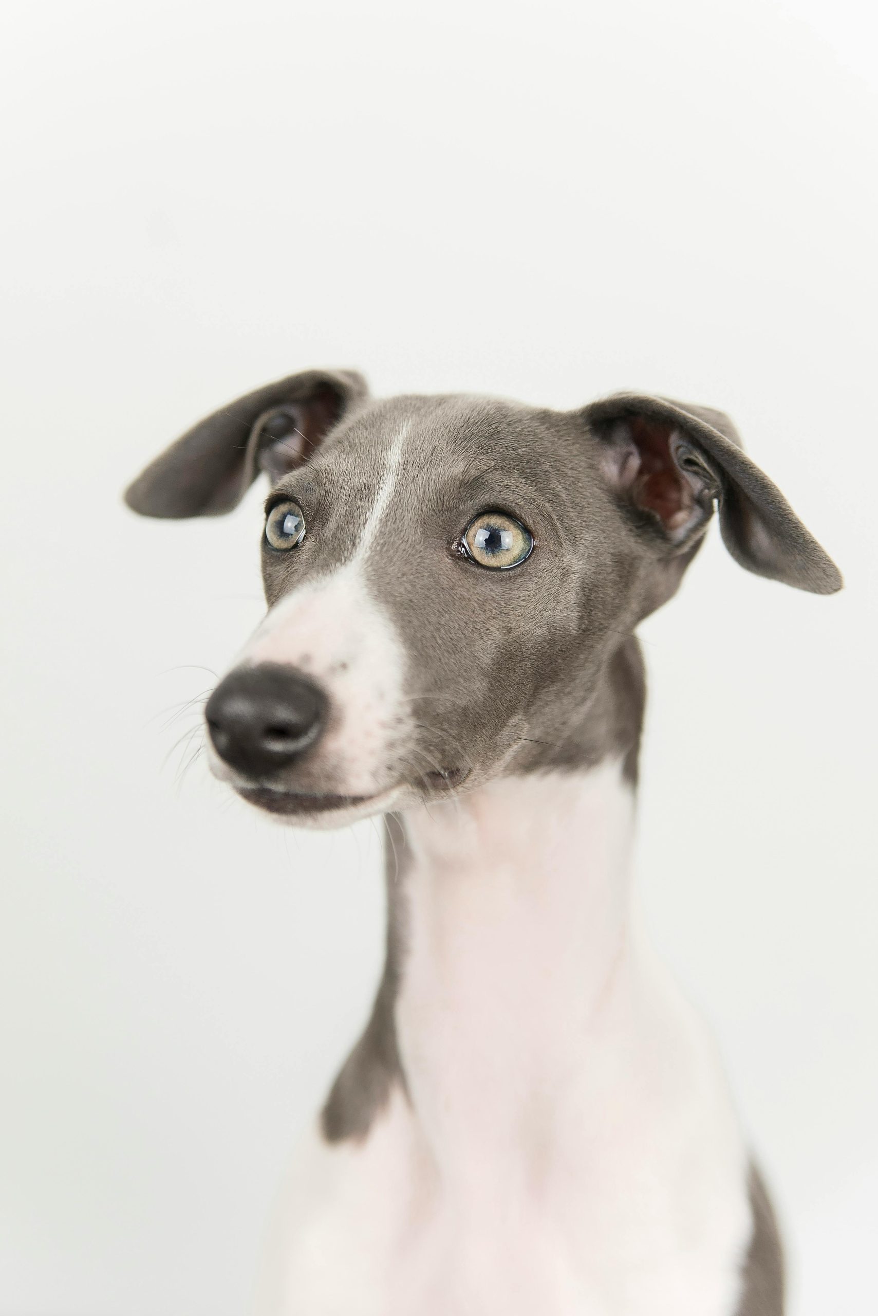Greyhound