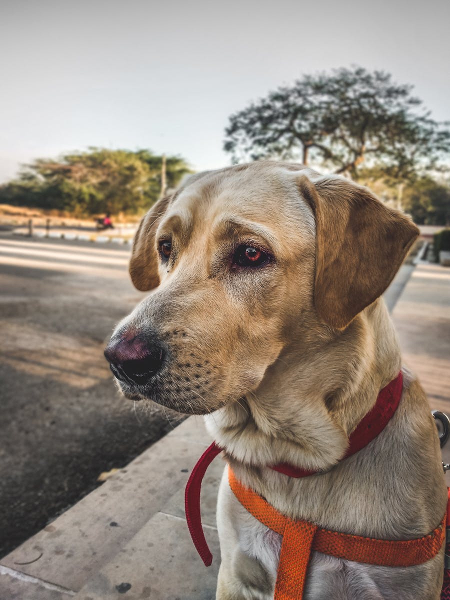 Close-up shot of a Labrador Retriever looking curiously outdoors with a vibrant backdrop.