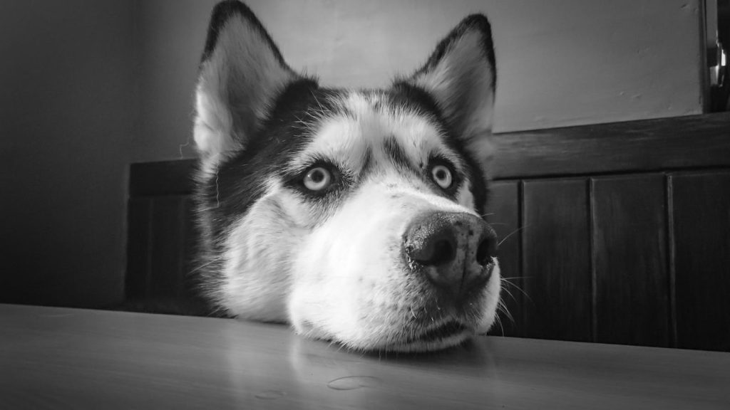 Black and white portrait of a Siberian Husky resting its head on a table.