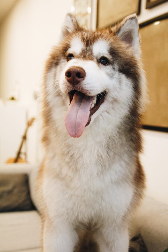 Close-up of a happy Siberian Husky with tongue out, sitting on a couch indoors.