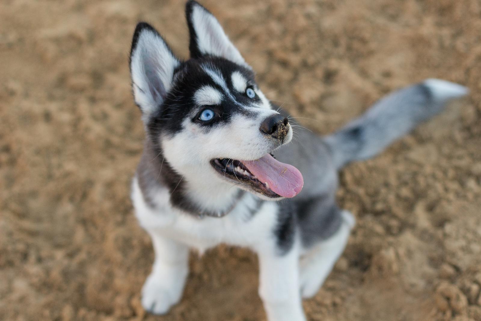 Cute Siberian Husky puppy with bright blue eyes sitting on sandy ground.
