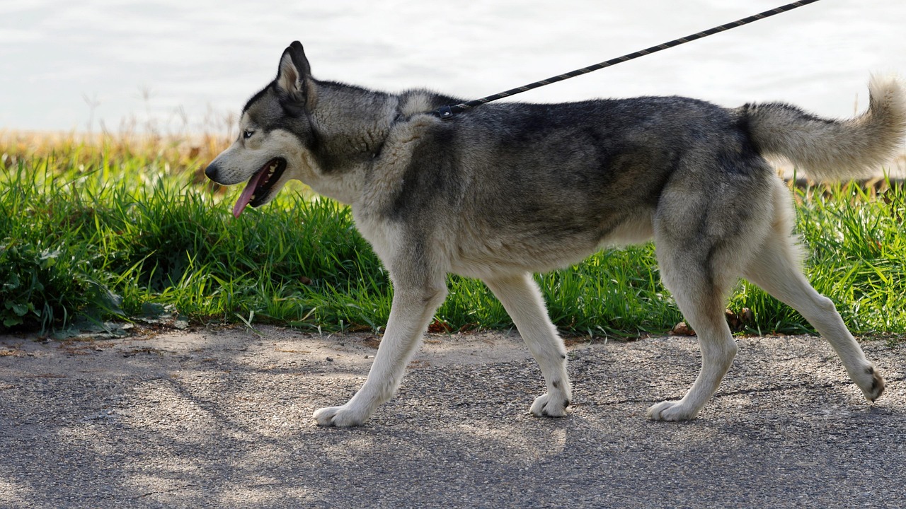 husky, nature, dog, pet, walking, leash, siberian husky, animal, domestic, canine, mammal, cute, stroll, path, park, outdoors